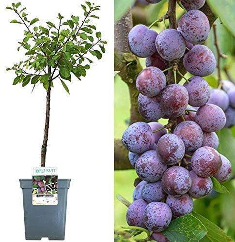 Collection d'arbres fruitiers pour patio | Fruits variés | Idéal pour petits jardins | 2-3 pieds