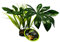 Komodo Plante tropicale artificielle