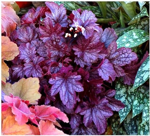 1 x Heuchera Hybride 'Shanghai' im 1 Liter Topf (Staude/Winterhart/Bodendecker/Mehrjährig/Immergrün) Purpurglöckchen - Mystische Blätter, strahlende Blüten - tolle Farbpracht - von Stauden Gänge