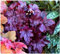 1 x Heuchera Hybride 'Shanghai' im 1 Liter Topf (Staude/Winterhart/Bodendecker/Mehrjährig/Immergrün) Purpurglöckchen - Mystische Blätter, strahlende Blüten - tolle Farbpracht - von Stauden Gänge