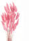 Diyxisk Pampasgras Deko,50 Stück Natürliche Trockenblumen Pflanze,Schilf Boho,Modern Vintage,Geeignet für Vase Hochzeit Tisch Zimmer Home Decor Accessoires Wohnzimmer（Rosa）