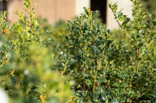 Ilex aquifolium 'Alaska' 80-100 cm - Stechpalme, immergrün, rote Beeren, winterhart, ideal für Hecken und Sichtschutz, pflegeleicht