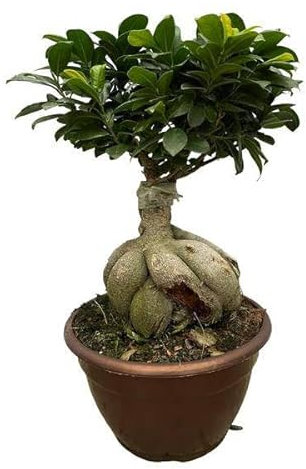 Ficus Microcarpa Ginseng - Feigenbaum - Zimmerpflanze - 50 cm - Ø25cm