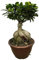 Ficus Microcarpa Ginseng - Feigenbaum - Zimmerpflanze - 50 cm - Ø25cm