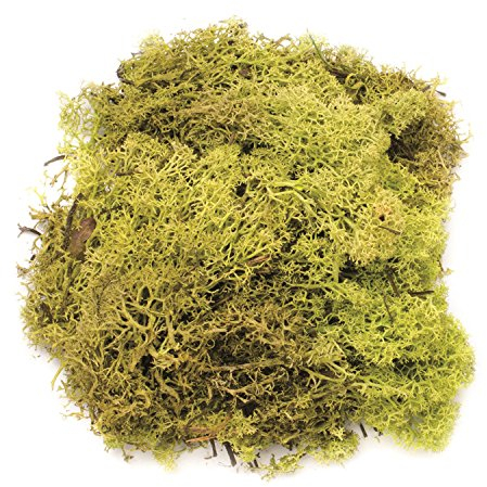 Glorex 6 3803 605 - Islandmoos, 50 g, hellgrün, zum Basteln, Dekorieren, für den Modell- und Krippenbau