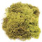 Glorex 6 3803 605 - Islandmoos, 50 g, hellgrün, zum Basteln, Dekorieren, für den Modell- und Krippenbau