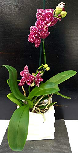 POWERS TO FLOWERS - PHALAENOPSIS SPECIAL COLOR IN VASO CERAMICA A ONDA, pianta vera