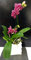 POWERS TO FLOWERS - PHALAENOPSIS SPECIAL COLOR IN VASO CERAMICA A ONDA, pianta vera
