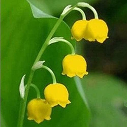 10 Stück Maiglöckchen Zwiebeln im Laufe des Jahres mehrjährige Knollen gepflanzt Glockenförmige Blume DIY Hausgarten Pflanzen natürliche Dekoration Frisches Aroma Spezielle Farben können zum