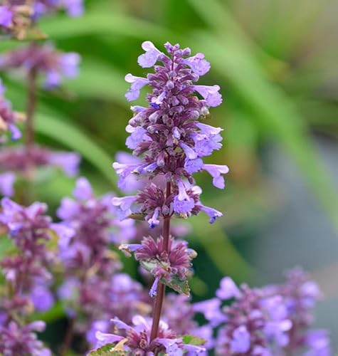 Katzenminze Purrsian Blue - großer Topf - Nepeta culturum - Gartenpflanze