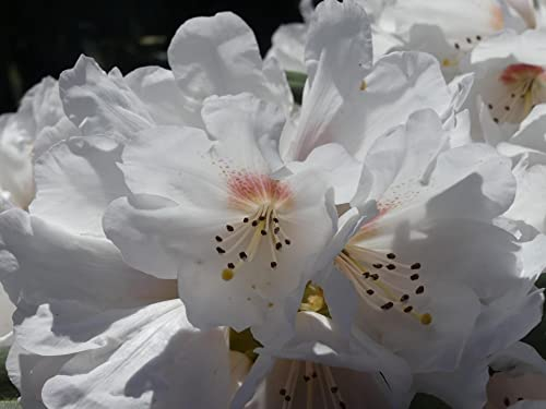 Rhododendron praevernum Osterschnee - Wild Rhododendron - 30-40cm