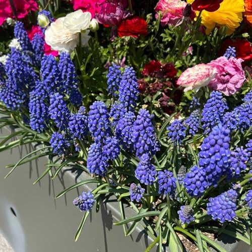 Carbeth Plants - 50 x Muscari armeniacum Grape Hyacinth Spring Bulbs - Blue Spring Flowering Perennials - UK Hardy Low Maintenance Pollinator Friendly - Grow in Beds, Borders and Patio Pots