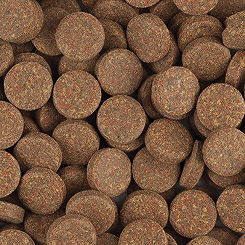 Tropical BL Staple Tablet A Hauptfutter Hafttabletten, 1er Pack (1 x 1 kg)