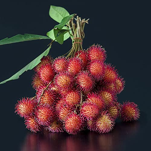 400 Stück rambutan frucht kaufen samen - Seltene Pflanzen serie - balkonpflanzen winterhart mehrjährig geschenke für ältere menschen balkon beet samen alte sorten obstbäume