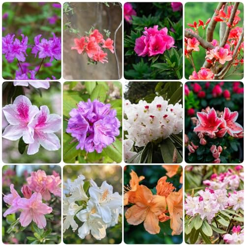 300 pcs rhododendron winterhart samen, biosaatgut, kübelpflanzen winterhart azalee samen - Rhododendron simsii - blumensamen, garten wildblumensamen, balkon blumensamen gastgeschenk,