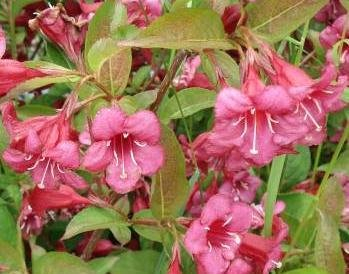 Weigelie 'Bristol Ruby' im Cont. 60 - 100 cm