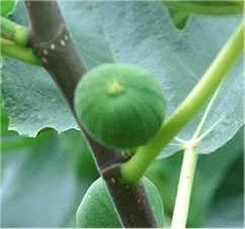 Echter Feigenbaum 80-100cm - Ficus carica
