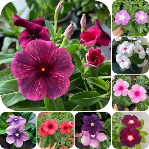 400 pcs Catharanthus roseus gartenblumen bonsai samen Samen Bodendecker Winterhart Immergrün, deko blumen seltene pflanzen balkonpflanzen deko wohnzimmer pflanzensamen kunst pflanzen