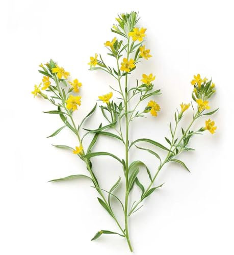 50 Graines d'Estragon Mexicain (Tagettes lucida)