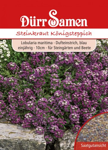 Steinkraut Samen Königsteppich Steinkrautsamen Blau Einjährig Steingarten ca 800 Korn Bienenfreundlichen Saatgut Beete Balkonkasten Garten Hochbeet Kübel Dürr Samen