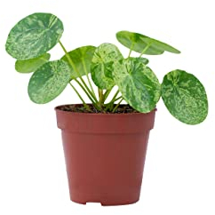 PLNTS - Pilea Peperomioides Mojito® (Ufopflanze) - Zimmerpflanzen, Pflanzen Echt, Nachhaltige Verpackung - 13cm Topf - Höhe 20cm - Direkt von der Gärtnerei