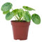 PLNTS - Pilea Peperomioides Mojito® (Ufopflanze) - Zimmerpflanzen, Pflanzen Echt, Nachhaltige Verpackung - 13cm Topf - Höhe 20cm - Direkt von der Gärtnerei