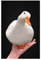 FISH DRAGATE Leinwand-Poster, Ente auf Palm, Meme, Wandkunst, Dekoration, Bild, Gemälde für Wohnzimmer, Schlafzimmer, Dekoration, Rahmen-Stil, 60 x 90 cm