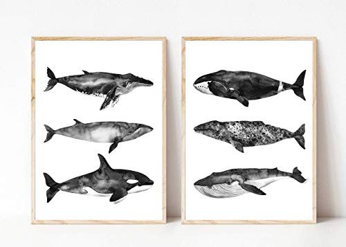 Din A4 Kunstdruck ohne Rahmen - 2er Set - Wal Wale Blauwal Orca Pottwal Meerestier Ozean Maritim Aquarell grau Badezimmer Geschenk Druck Poster Bild