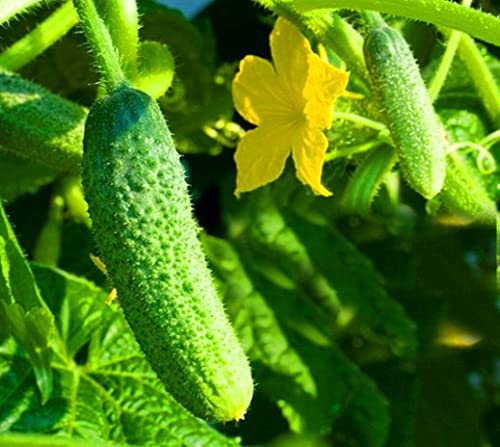 Cucumber Gherkin F1 50 Seeds + Freebie + Plant tag Early Pickling cornichon, Green