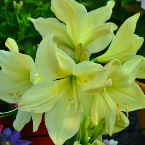 amaryllis zwiebel -maryllis pflanze -winterharte Stauden -Hausgartendekoration -amaryllis -amaryllis zwiebeln in wachs