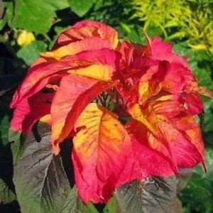 100 Stk. Rot-gelbe Weihnachtsstern-Blumensamen