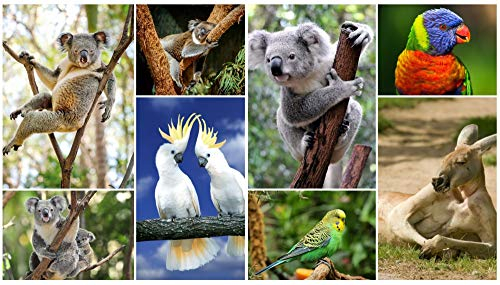 Postkarten-Set mit 8 Ansichtskarten von Tieren aus Australien: Koalas, Kakadus, Kängurus u.a. Tiere von Edition Colibri