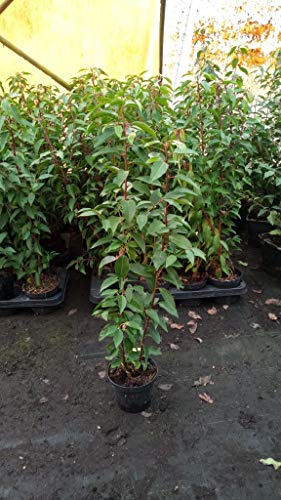 Portugiesische Lorbeerkirsche Prunus laurocerasus Angustifolia T.B. 1,3 L 50-60 cm 50 Stück
