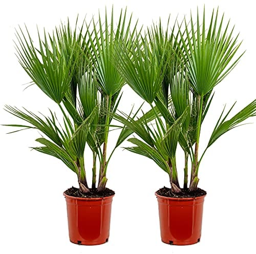 Bloomique - Lot de 2 - Washingtonia Robusta - Palmier éventail mexicain - Palmier rustique - Plantes de jardin - 80-100 cm de haut - Pot 21 cm