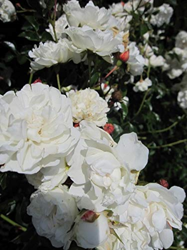 Bodendeckerrose Sea Foam® - Rosa Sea Foam® - weiß mit zartrosa - Stückzahl 5