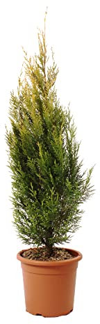 KENTIS - Plante de cyprès - Cupressocyparis Leylandii Pyramidalis Aurea - Vraies Plantes d'Extérieur - Plante de jardin - H 100-120 cm Pot de Culture Ø 24 cm