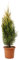 KENTIS - Cupressocyparis Leylandii Pyramidalis Aurea - winterharte pflanzen für garten - Zypresse Heckenpflanzen - Gartenpflanzen - Hoch 100/120 cm Topf Ø 24 cm