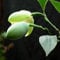 20 Stück/Beutel Blumensamen, schnelle Keimung, nicht gentechnisch verändert, schattentolerant, Magnolien-Kokos-Garten-Bonsai-Samen, Blumen-, Obstbaum- und Gemüsesamen Magnolien-Kokos-Samen