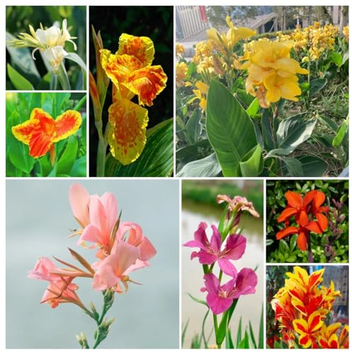 4 pcs canna zwiebeln balkonpflanzen plantura bodendecker gartendeko für draußen garten blumen indisches blumenrohr- canna gartenpflanzen winterhart mehrjährig stauden winterhart mehrjährig
