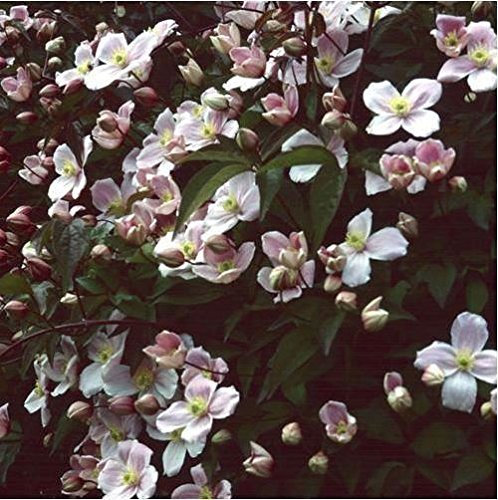 JustSeed - Flower - Clematis Montana Pink - Perfumed Forms - 75 Seeds - Large Pack