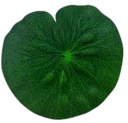 COMFOLIVING Realistische Lilien-Pads, künstliche schwimmende Blätter, Froschteichblätter, Seerosen-Pads, Teich-Pool, Koi-Fische, Teichdekoration, Terrasse, Aquarium-Dekoration