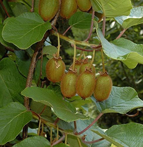 Selbstfruchtende Kiwi Issai 125-150cm - Actinidia arguta - lebende Gartenpflanze aus den Baumschulen