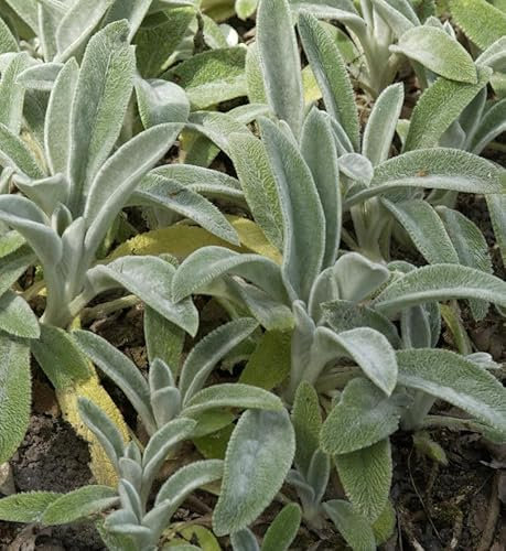 Wollziest Helen von Stein - Stachys byzantina