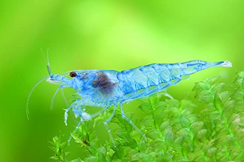 Garnelio Blue Jelly Garnele - 10 Stück