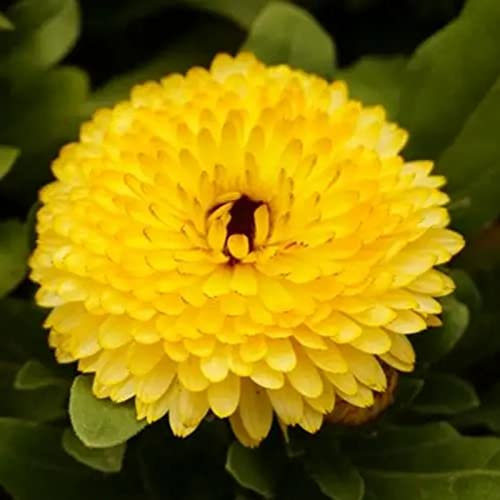 Haloppe aquete de 200 semillas de flores de caléndula para plantar en el jardín del hogar, semillas de caléndula, fragantes, paisajismo, naturales, decorativas al aire libre, semillas de caléndul