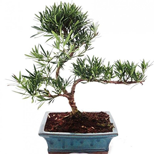 Exotenherz - Outdoor Bonsai Podocarpus - Kleinblättrige Steineibe 20cm