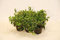 Bodendecker Cotoneaster Radicans 250 St.