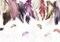 wandmotiv24 Fototapete bunte Federn rosa violett, XL 350 x 245 cm - 7 Teile, Wanddeko, Wandbild, Wandtapete, Feder lila braun weiß M6634