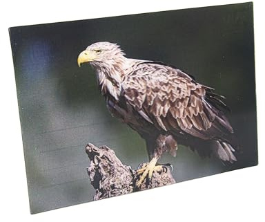 Cornelißen naTierliche Geschenke Cornelissen 3D-Postkarte Seeadler, Wackelkarte Hologrammkarte, Ansichtskarte und Grußkarte, Vogel- und Greifvogelmotiv, 16 x 11 cm