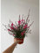 Pianta Gaura - Dimensione Vaso Vaso 14cm